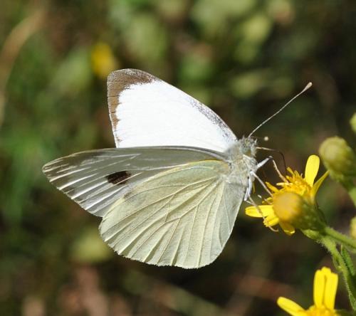 Pieris brassicae